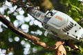 Podkrzesywarka akumulatorowa Stihl HTA 86 30 cm 1/4” PM3 1,1 mm