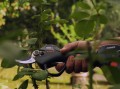 Sekator akumulatorowy Bahco BCL226