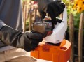 Pompa akumulatorowa Stihl PKA 30 do opryskiwacza SG 21, SG 31 i zbiorników TS
