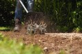 Przystawka Stihl BF-KM spulchniacz