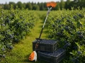 Otrząsarka do borówek Stihl SBA 140-B