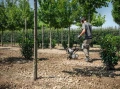Ostroga do glebogryzarki Stihl BK-MM do Stihl MM 56