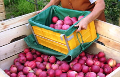 Pojemnik do zbioru owoców FRUBOX 15 kg. z wieszakiem