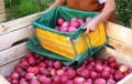 Pojemnik do zbioru owoców FRUBOX 15 kg. z wieszakiem