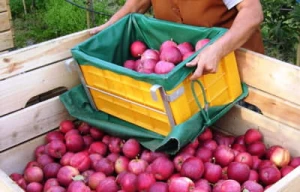 Pojemnik do zbioru owoców FRUBOX 15 kg. z wieszakiem